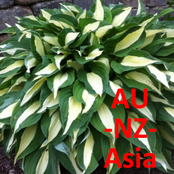 AU HOSTA