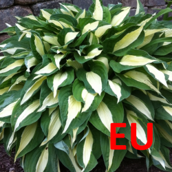 EU HOSTA