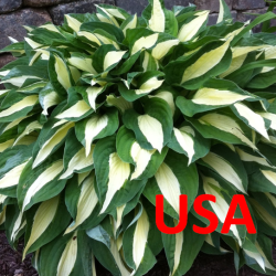 USA HOSTA